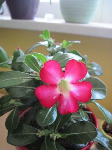 Adenium obesum (3).JPG