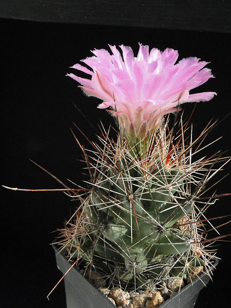 Coryphantha macromeris, Big Bend, Tx. 2012 August01-1.jpg