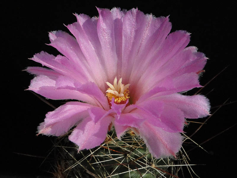 Coryphantha macromeris, Big Bend, Tx. 2012 August01-4.jpg