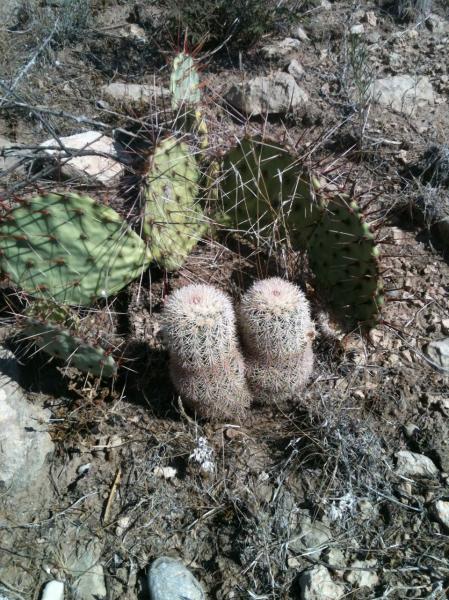 Echinocereus