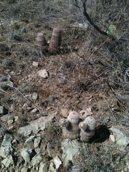 Echinocereus