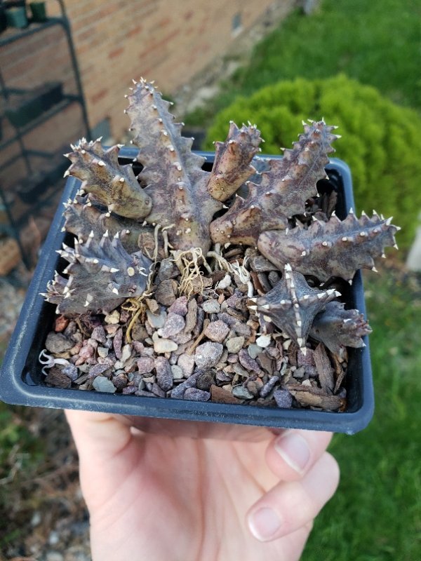 H. zebrina. Very common but glad I didn't lose it. The red color noticeably fade on the two days it hovered around 80° and returned when the temps dropped again even though it's still well-hydrated. Cold and bright light really does produce the most intense colors.