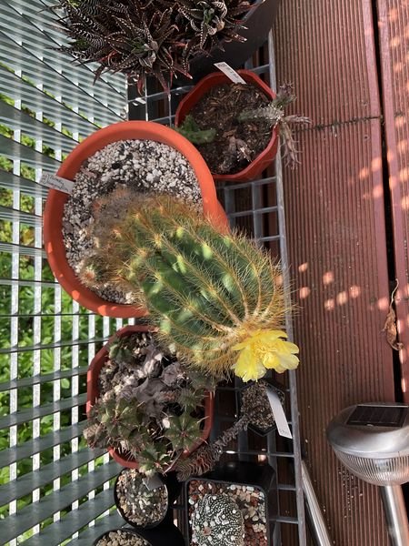 Parodia magnifica flowering for the first time in its life