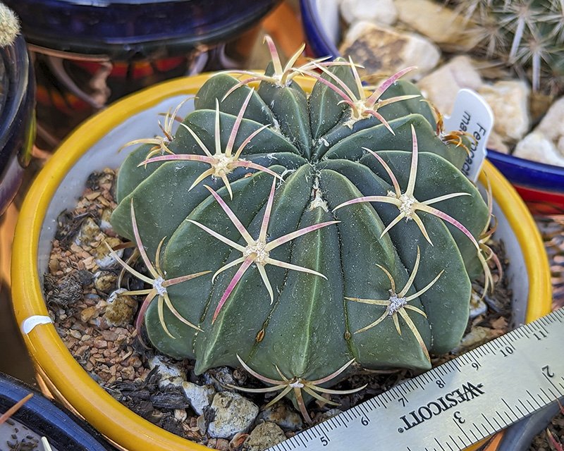 Ferocactus macrodiscus.jpg