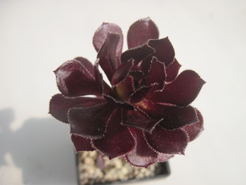 Aeonium arboreum var. atropurpureum SCHWARZKOPF