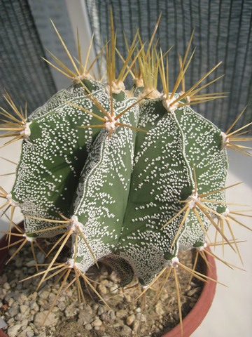 Astrophytum ornatum var. niveum