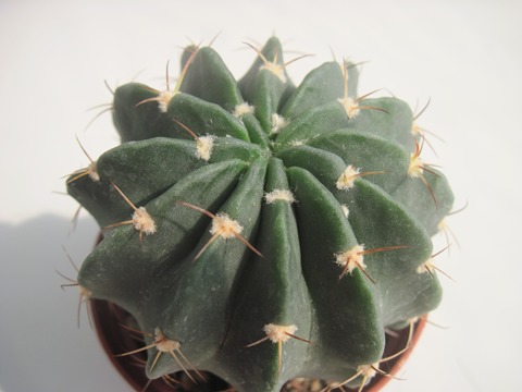 Echinopsis obrepanda