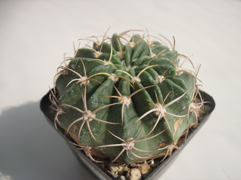 Echinopsis obrepanda