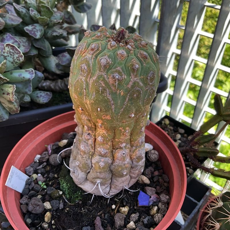 Matucana madisonorium after 15years