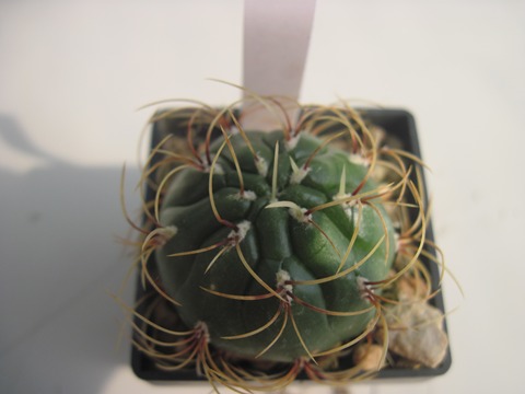 Matucana aureiflora