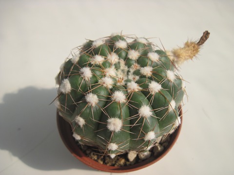 Notocactus uebelmannianus