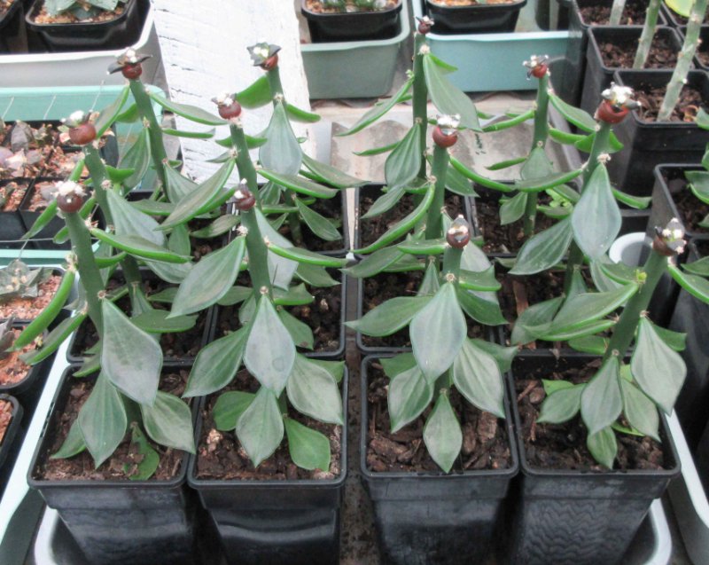 A. retusus v furfuraceus cv Suguri cauliflower