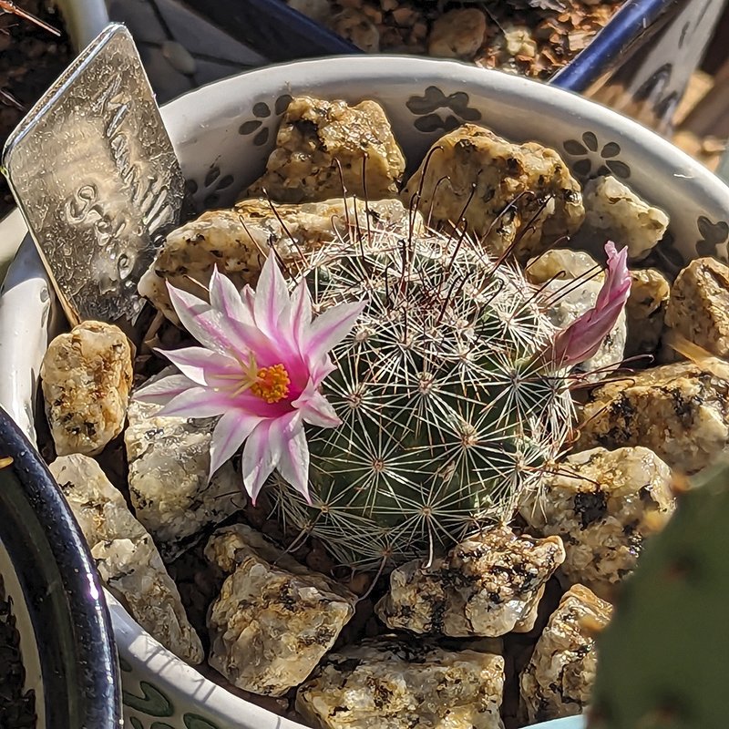 Mammillaria grahamii 2.jpg