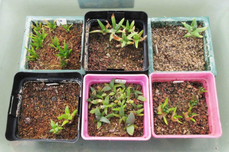 Ariocarpus seedlings