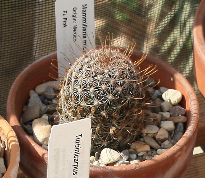 Mammillaria_grahamii09272011.JPG