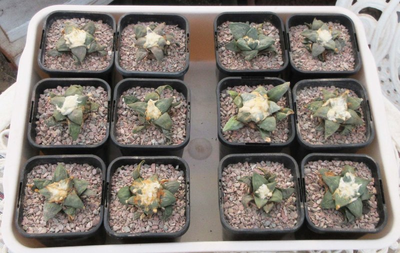 Ariocarpus seedlings