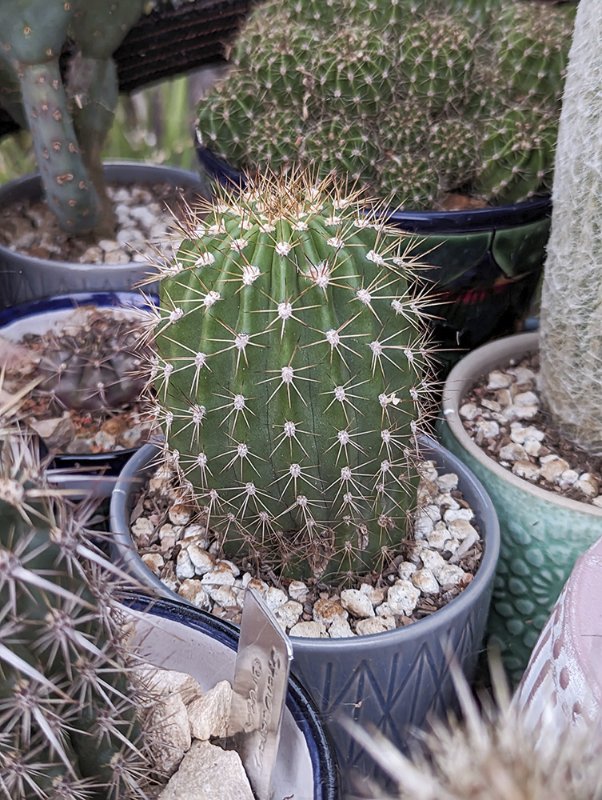 Trichocereus-grandiflorus-small.jpg