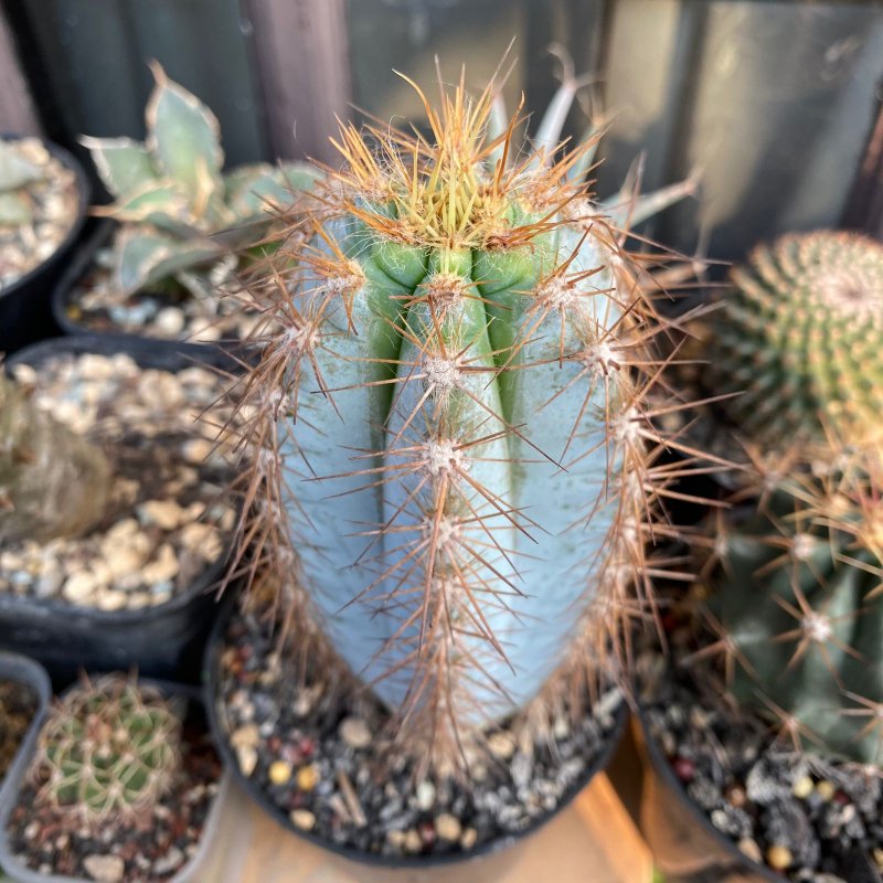 Pilosocereus azureus. Finally gave new growth after waiting for 6 months