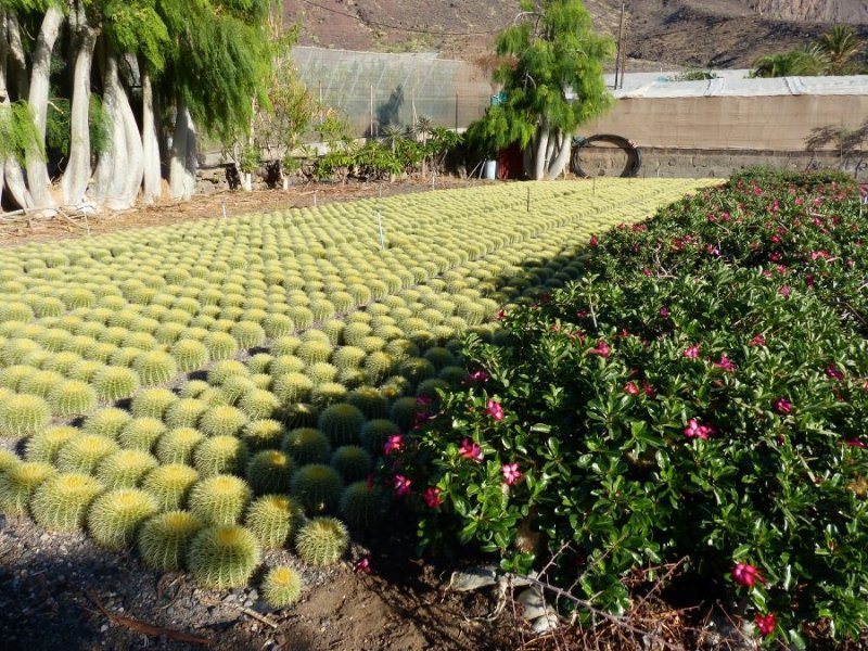 Echinocactus grusonii.jpg