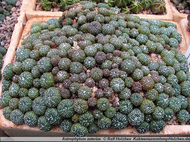 520_Astrophytum_asterias.JPG