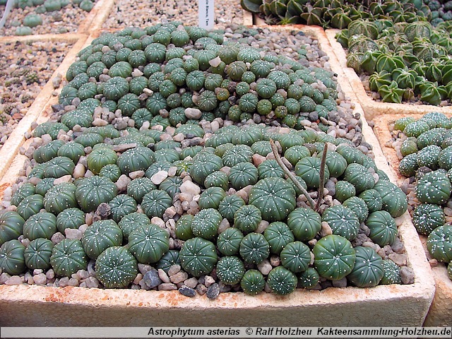 521_Astrophytum_asterias.JPG