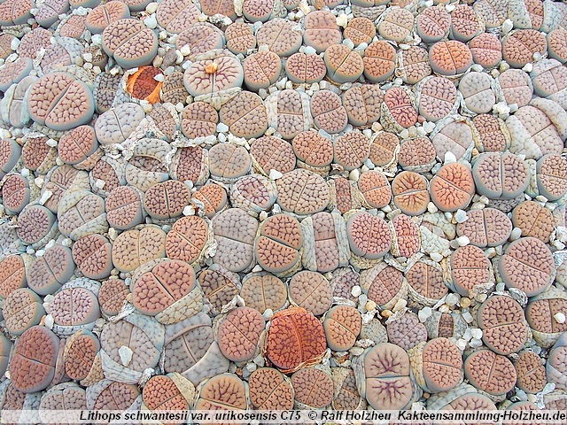 525_Lithops_schwantesii_var._urikosensis_C75.JPG