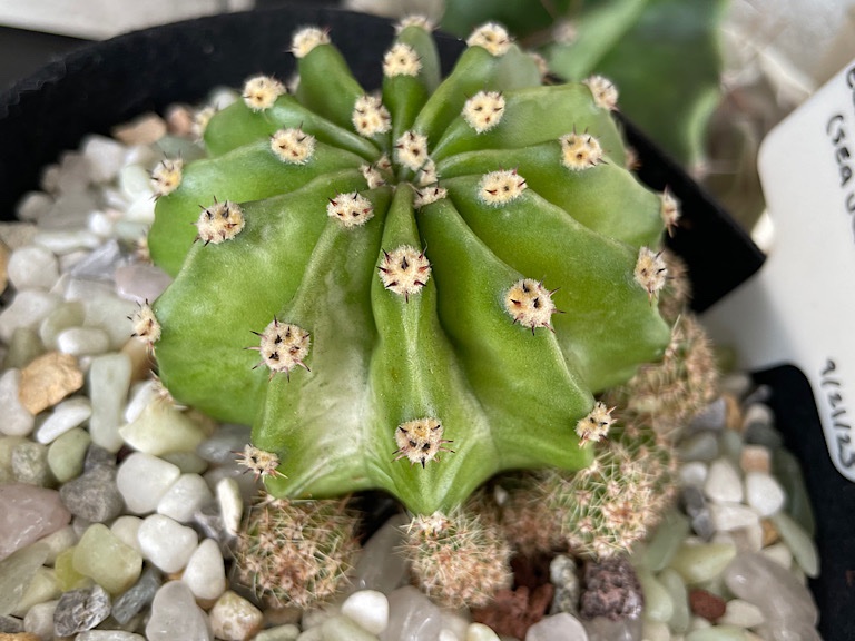 Sunburned Echinopsis Eyriesii (Small)