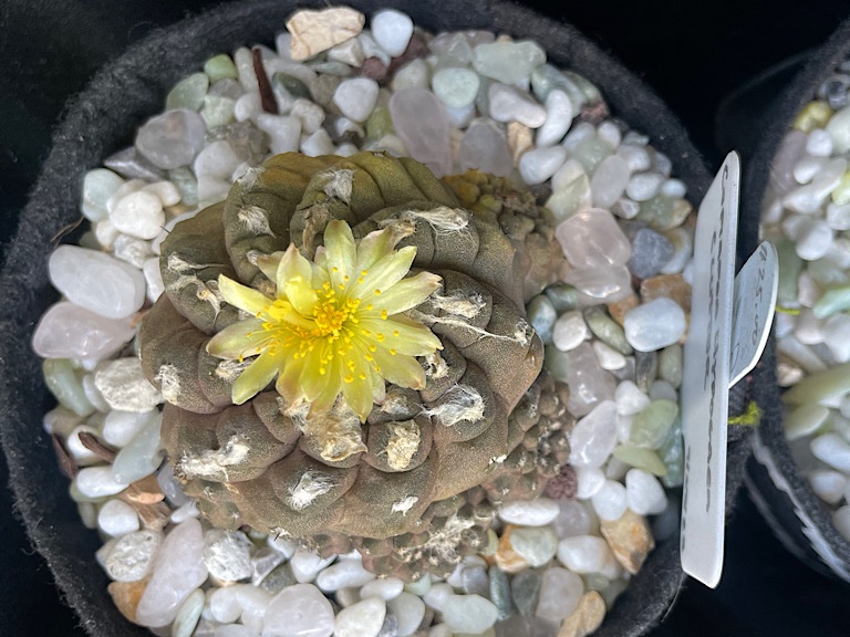 Sunburned Copiapoa Hypogaea in Flower