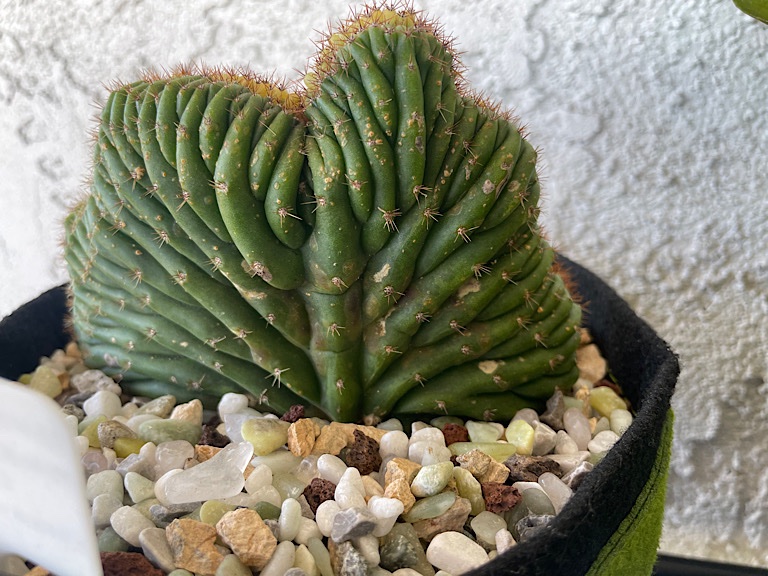 Suspected Edema on Echinopsis Macrogonus Variegated Cristata