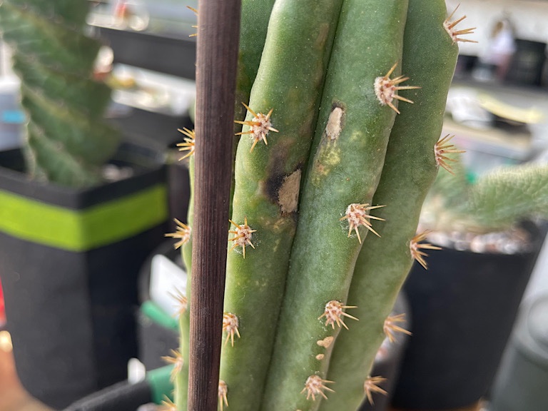 Trichocereus Scopulicola x Peruvianus Hybrid with Sunburn &amp; Edema- 2