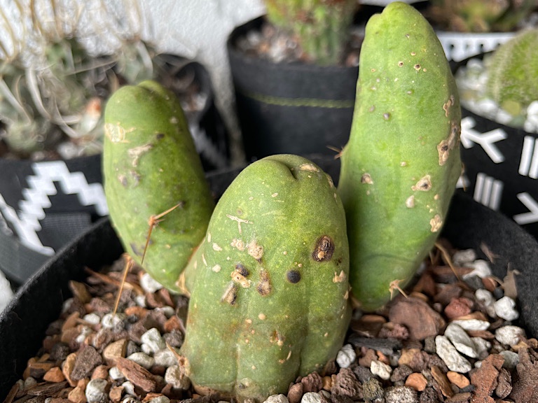 Trichocereus Bridgesii Monstrose (Penis Cactus) with Suspected Sunburn, Edema, and Known Surgical Mutilation Gone Awry - 2