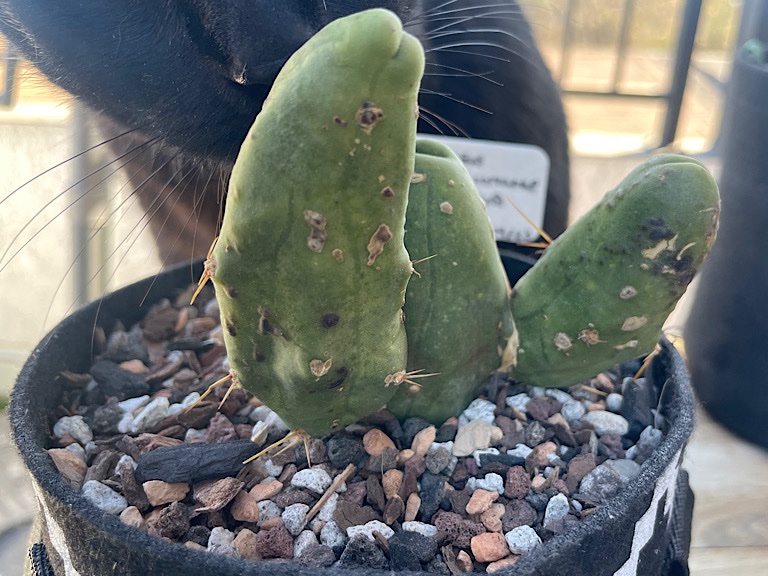 Trichocereus Bridgesii Monstrose (Penis Cactus) with Suspected Sunburn, Edema, and Known Surgical Mutilation Gone Awry - 3