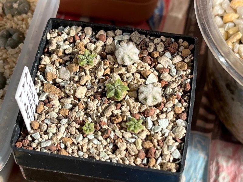 Aztekium seedlings.jpg