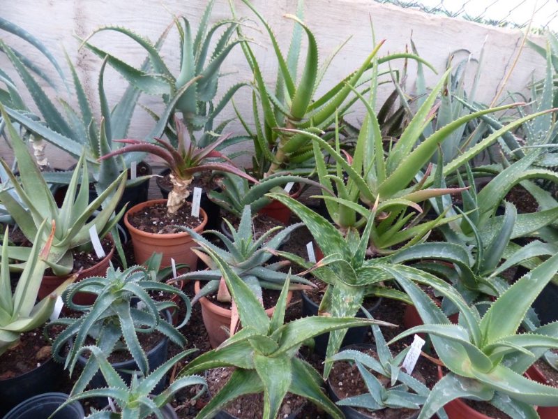 Aloes greenhouse 5.jpg