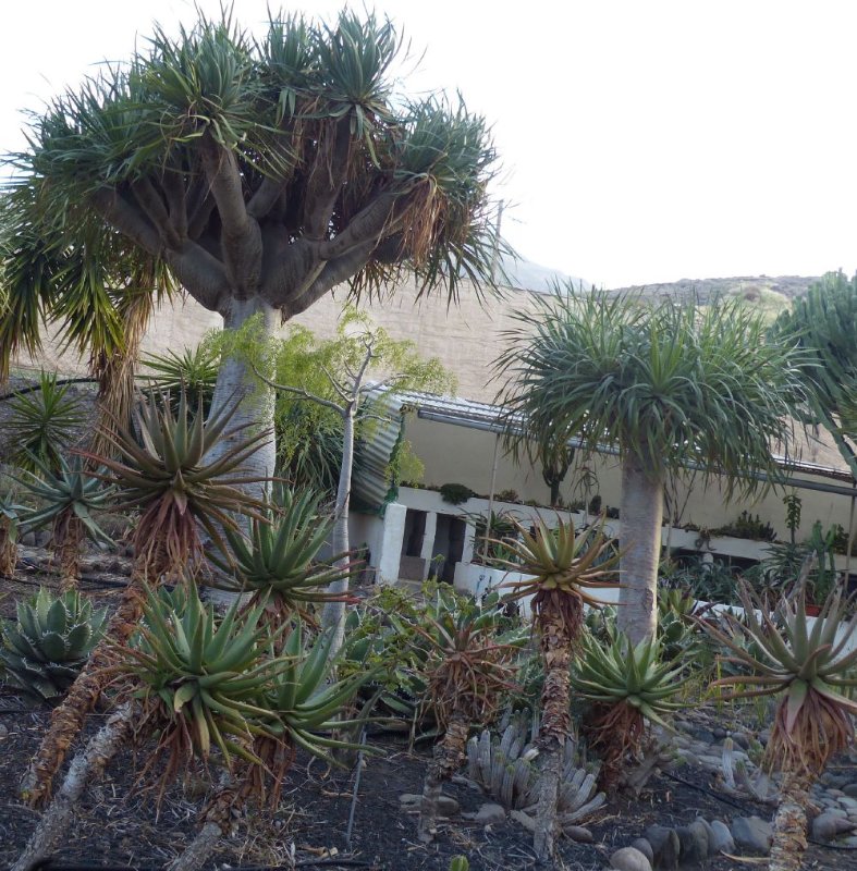 Aloes  finca 1.jpg