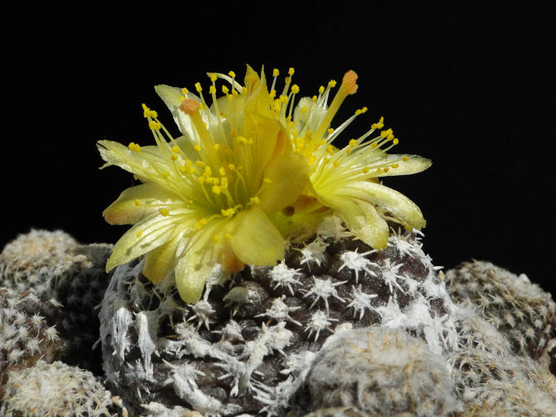 Copiapoa lauii FK439 2012 August12-6.jpg