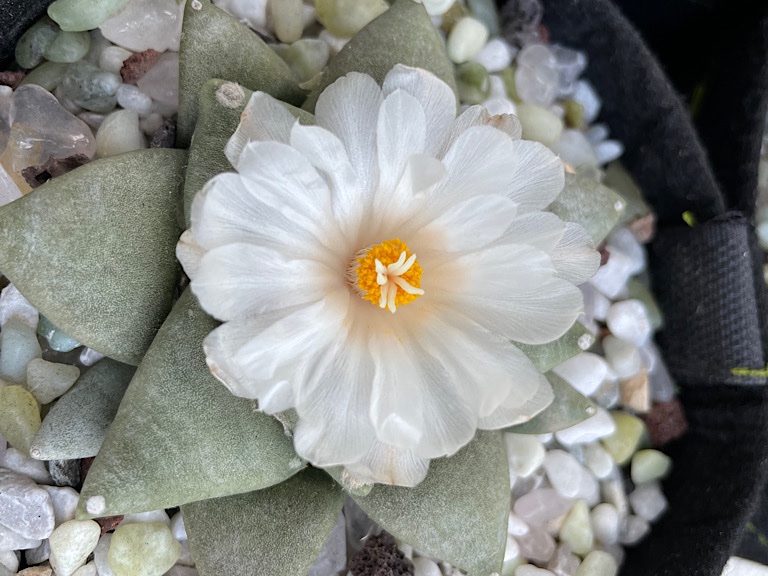 Ariocarpus Retusus in bloom