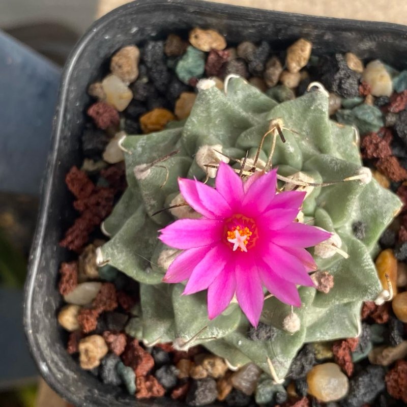 Turbinicarpus alonsoi blooming. Its color is rather too vivid/vibrant for my eyes and I'm not a fan of it