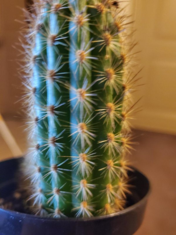 cactus 2.jpg