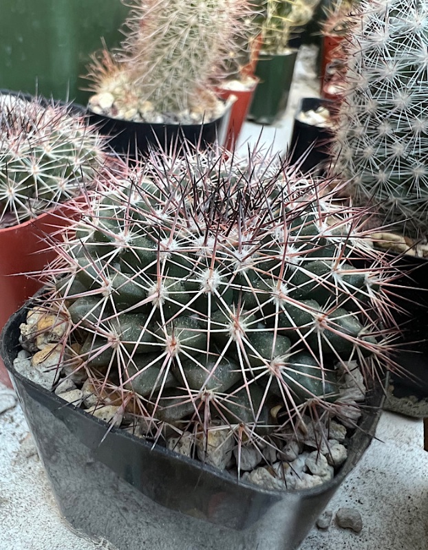 Mammillaria Gigantia