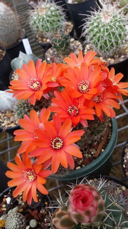 Rebutia steinmannii