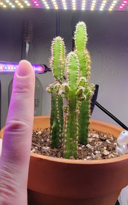 Pinky for scale, but also it's in a 6&quot; pot.
