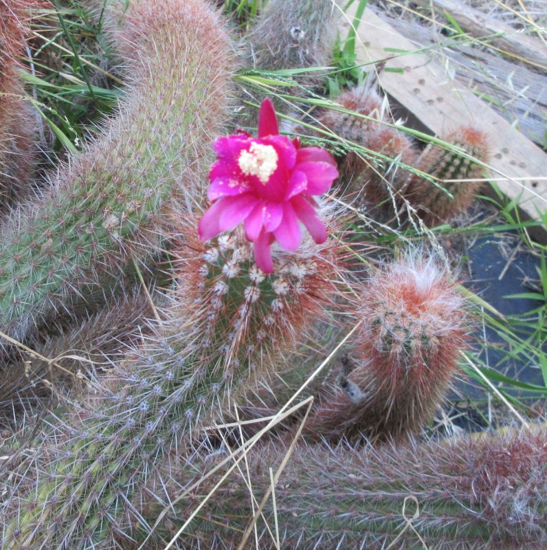 Unknown cactus
