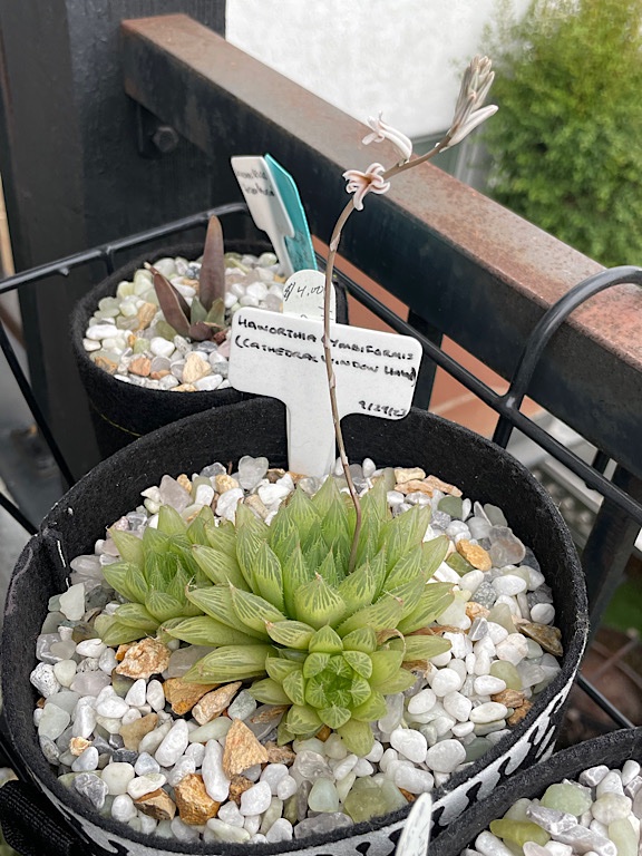Haworthia Bloom after Second Storm