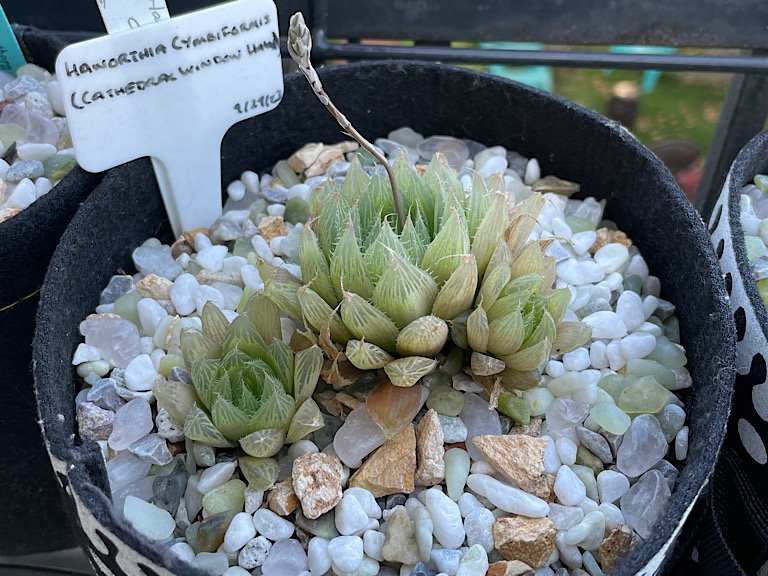 Haworthia Bloom after First Storm