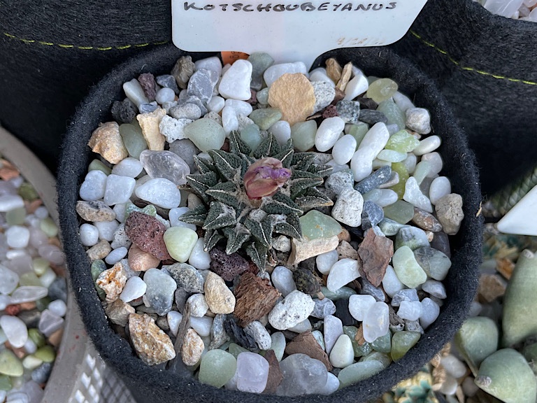 Ariocarpus K. in Bloom