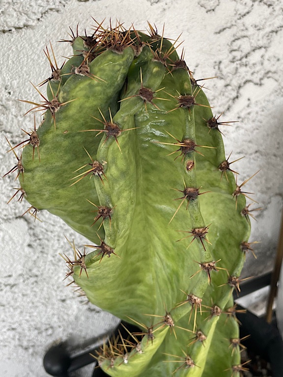 Discoloration on Spiralis Cutting 2