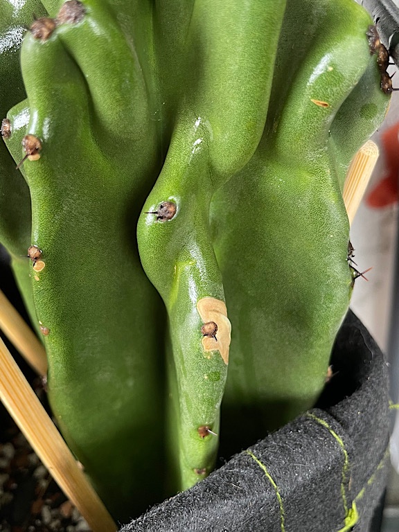 Corking on Aereole of Montrose Peruvian Apple Cactus Cutting