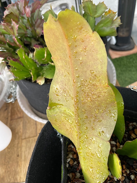 Reddening Epiphyllum