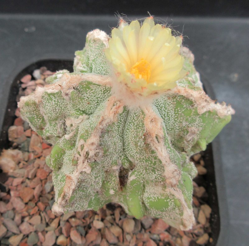 Astrophytum hybrid, hakujo fukuryu banjyaku